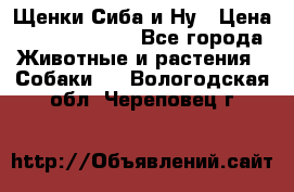 Щенки Сиба и Ну › Цена ­ 35000-85000 - Все города Животные и растения » Собаки   . Вологодская обл.,Череповец г.